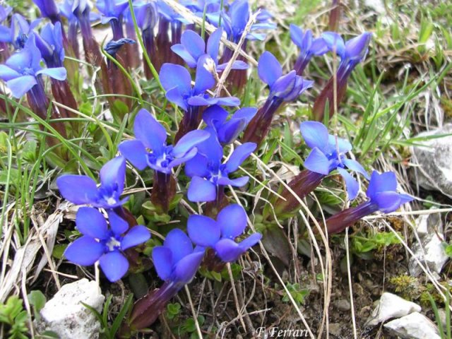 genziana a foglie brevi